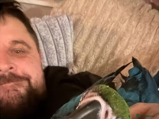 Macaws birds Bolivian blue and gold macaw - Advert 5