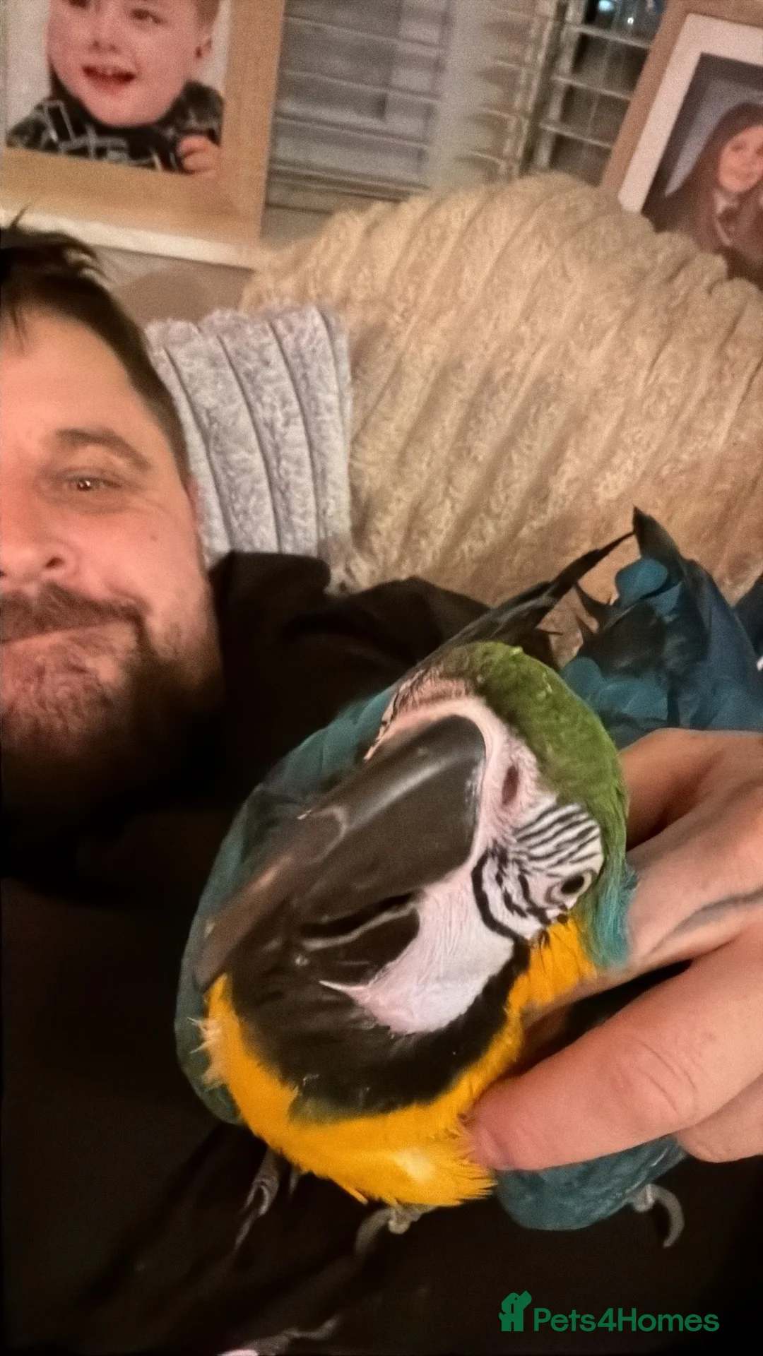 Macaws birds for sale: Bolivian blue and gold macaw  - Advert 1