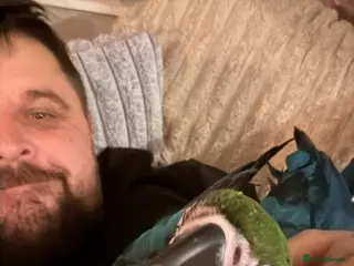 Macaws birds Bolivian blue and gold macaw - Advert 10