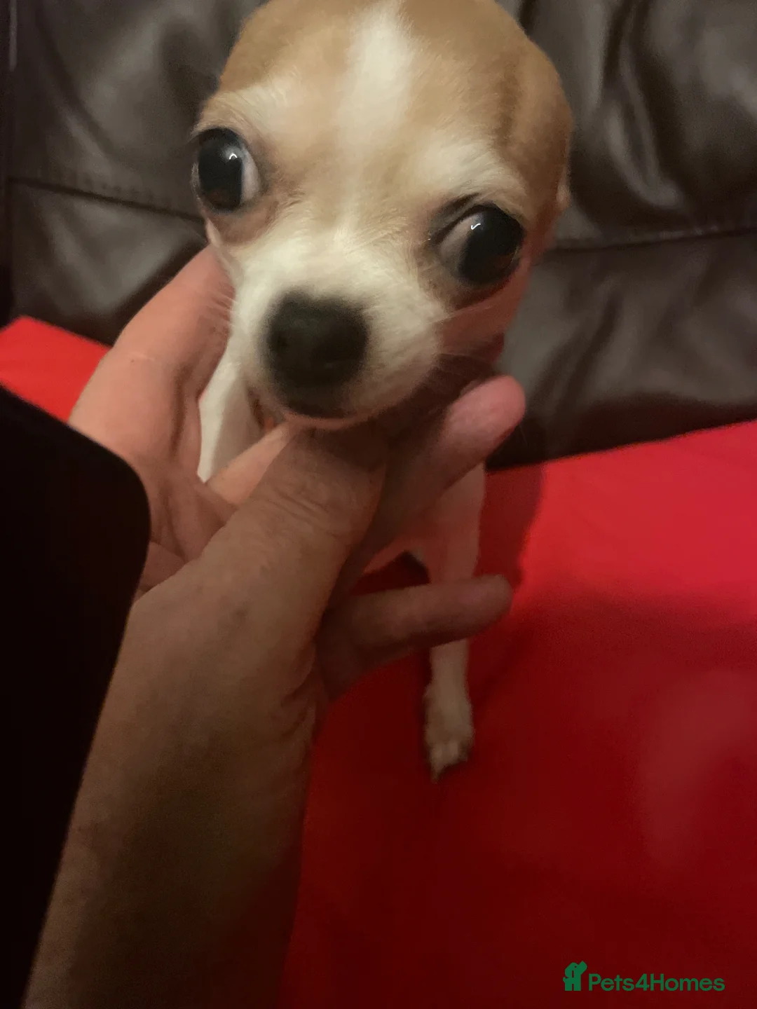 Chihuahua dogs for sale: Delighted to offer 2 micro mini chihuahuas boys  - Advert 2