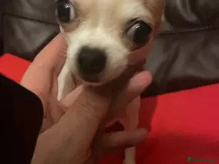 Chihuahua dogs Delighted to offer 2 micro mini chihuahuas boys - Advert 18