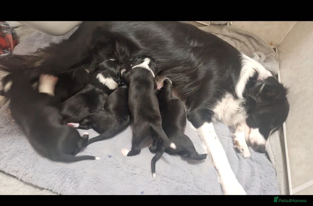 Border Collie dogs for sale: Border collie pups for sale  - Advert 6