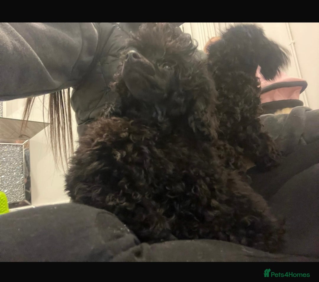 Toy Poodle dogs for sale: 3 stunning toy poodles  - Advert 4