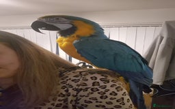 Macaws birds for sale: Blue & Gold Male Macaw - Image 7