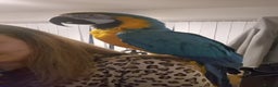 Macaws birds for sale: Blue & Gold Male Macaw - Advert 8