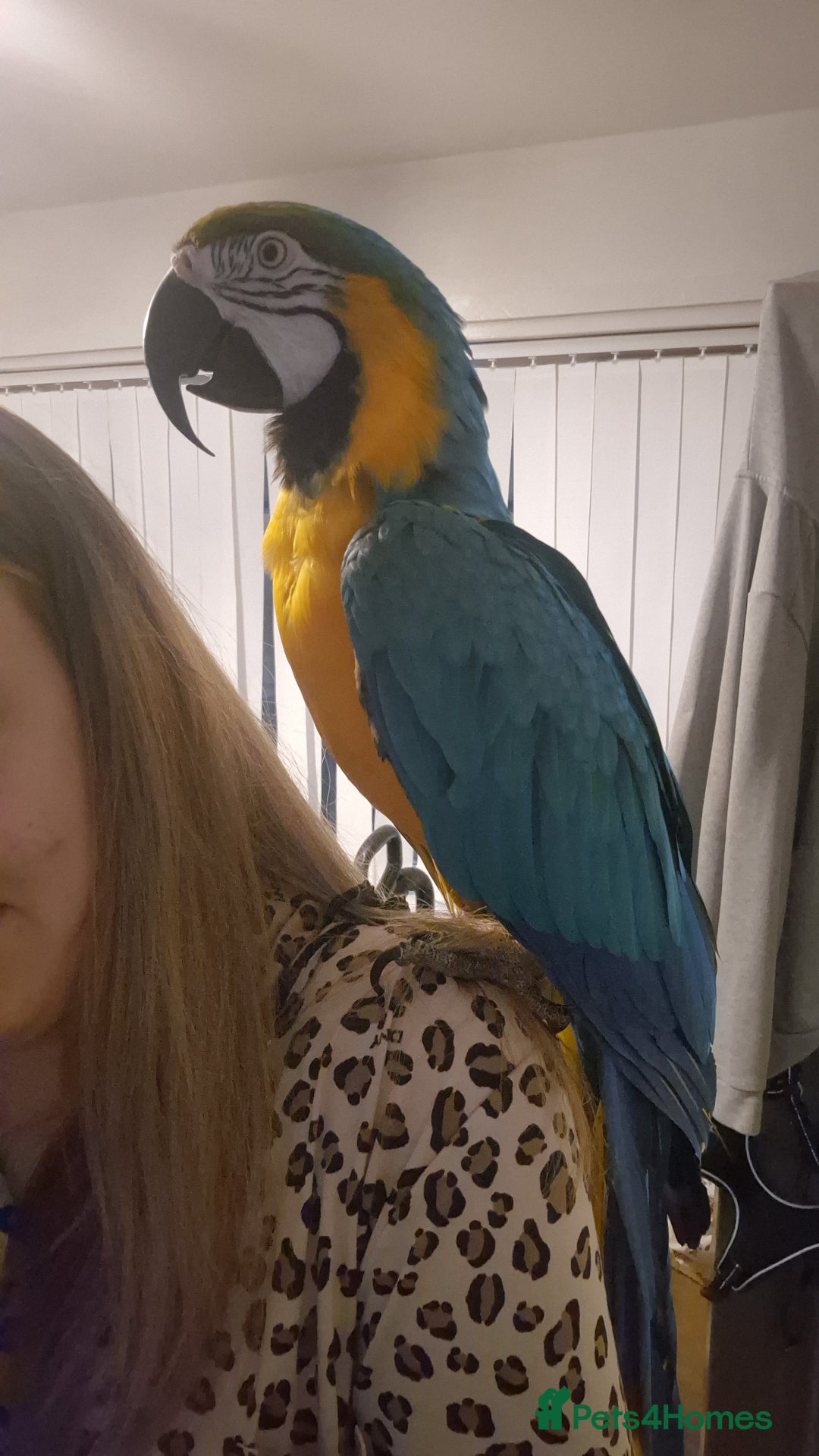 Macaws birds for sale: Blue & Gold Male Macaw - Image 7