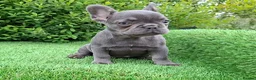 French Bulldog dogs for sale: Gorgeous French Bulldog Puppies  - Advert 9