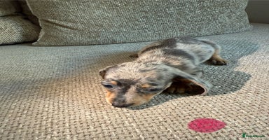 Miniature Dachshund dogs - Advert 6
