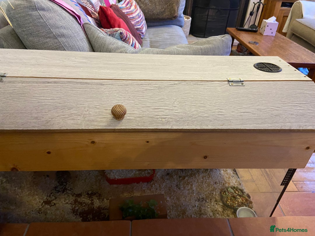 Gerbil rodents for sale: 2 friendly gerbils  - Advert 7