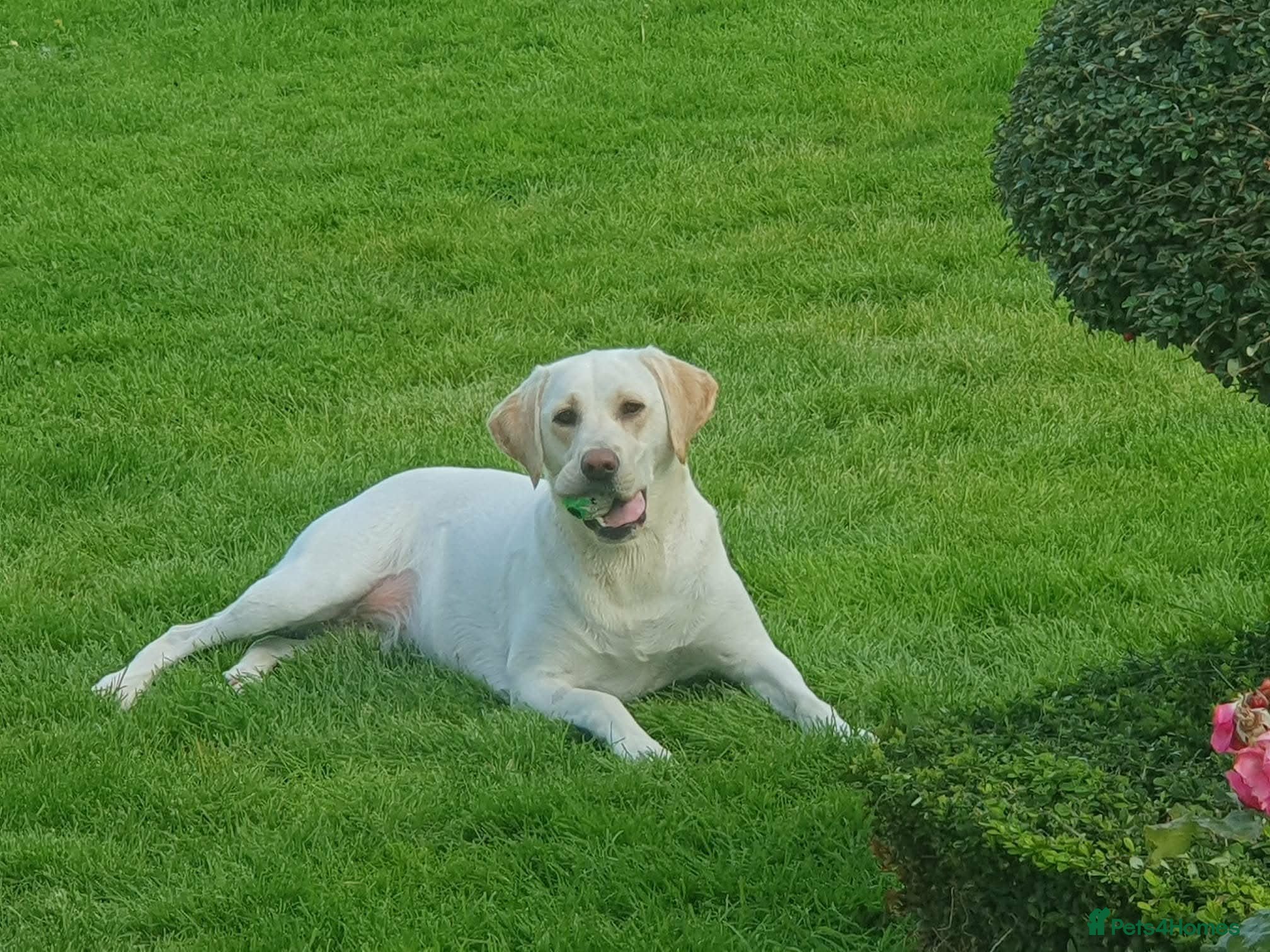 Labrador Retriever dogs KC Registered Health Tested Labrador Pups - Advert 1