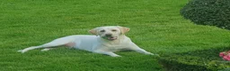 Labrador Retriever dogs for sale: KC Registered Health Tested Labrador Pups - Advert 1