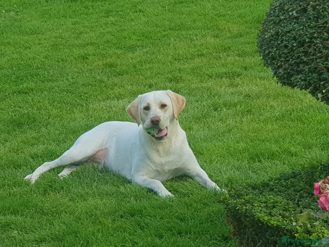 Labrador Retriever dogs for sale: KC Registered Health Tested Labrador Pups - Advert 1