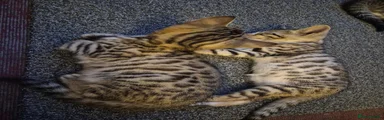 Bengal 1
