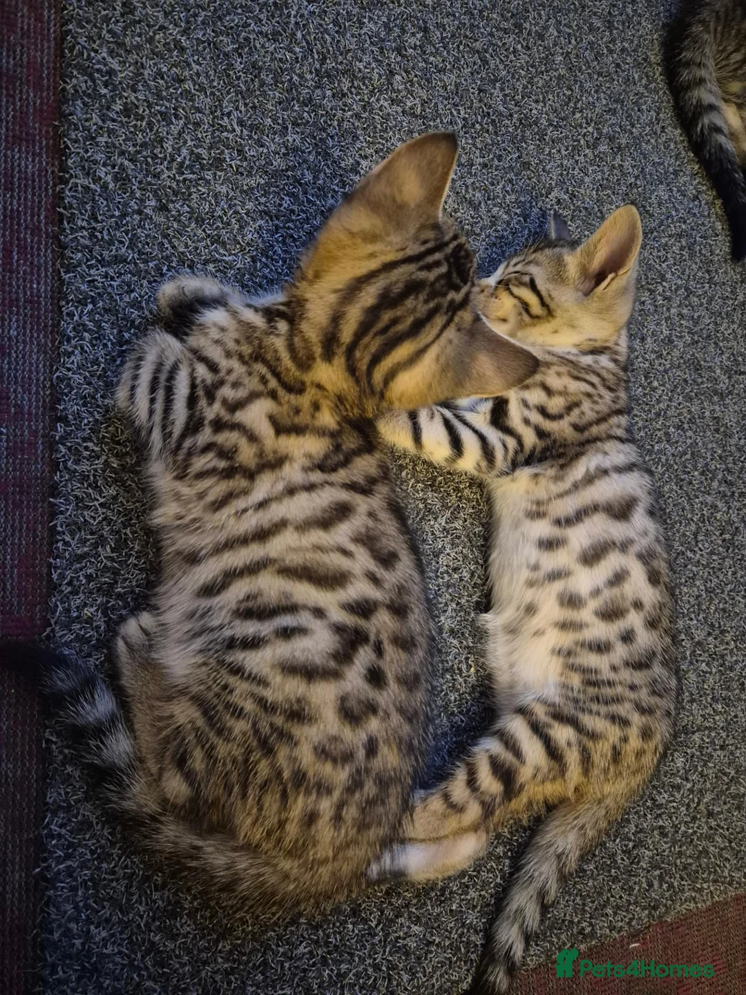 Bengal cats for sale: Bengal Tabby - Advert 2