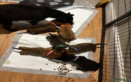 Patterdale Terrier dogs for sale: Patterdale X Border Terrier Pups - Image 7