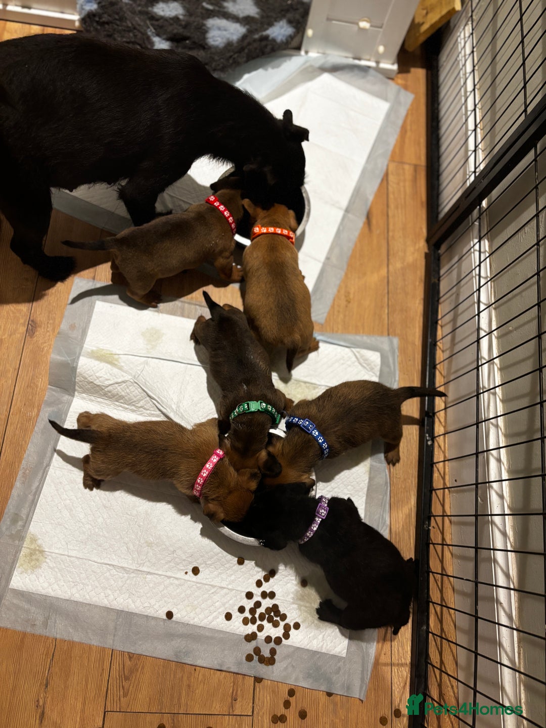 Patterdale Terrier dogs for sale: Patterdale X Border Terrier Pups - Image 7