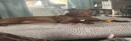 Mixed Breed dogs for sale: Staffy cross for sale  - Advert 2