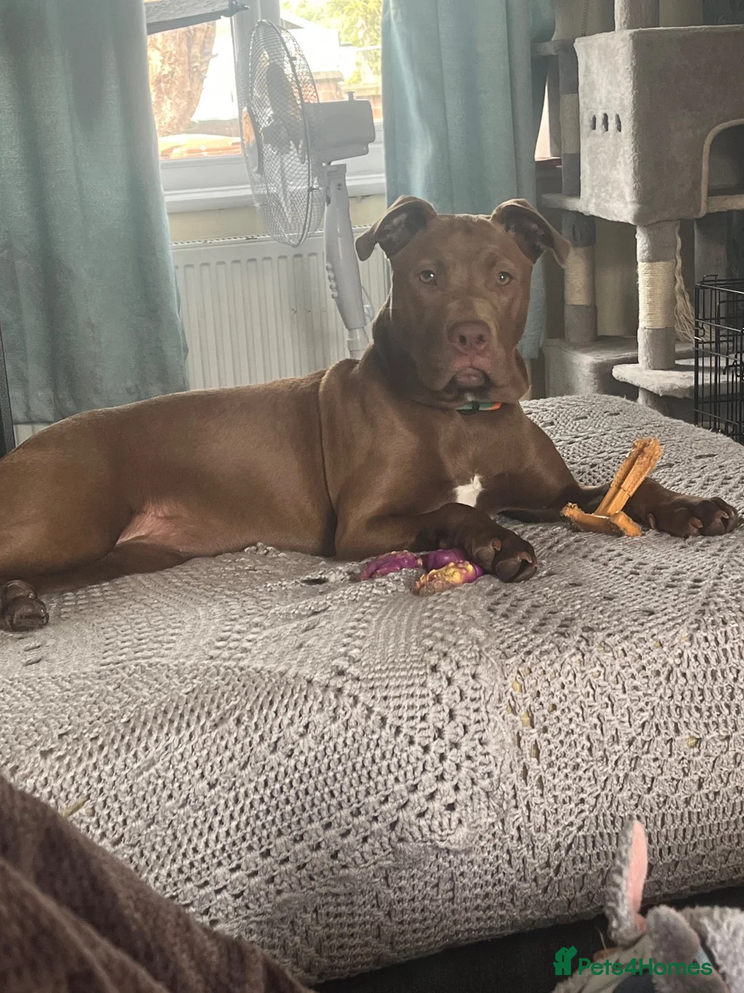 Mixed Breed dogs for sale: Staffy cross for sale  - Advert 2