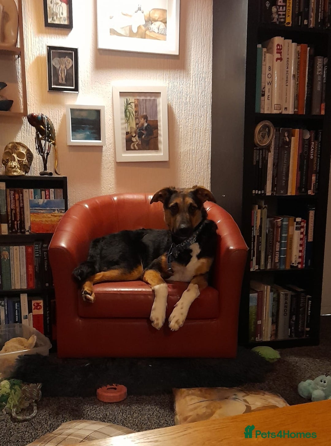 Mixed Breed dogs for adoption: URGENT: 💙🐶 BRUNO -The Big, Loving 10 month Boy - Advert 25