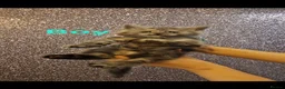 Maine Coon cats for sale: TICA Registered Maine Coon Kittens. - Advert 21