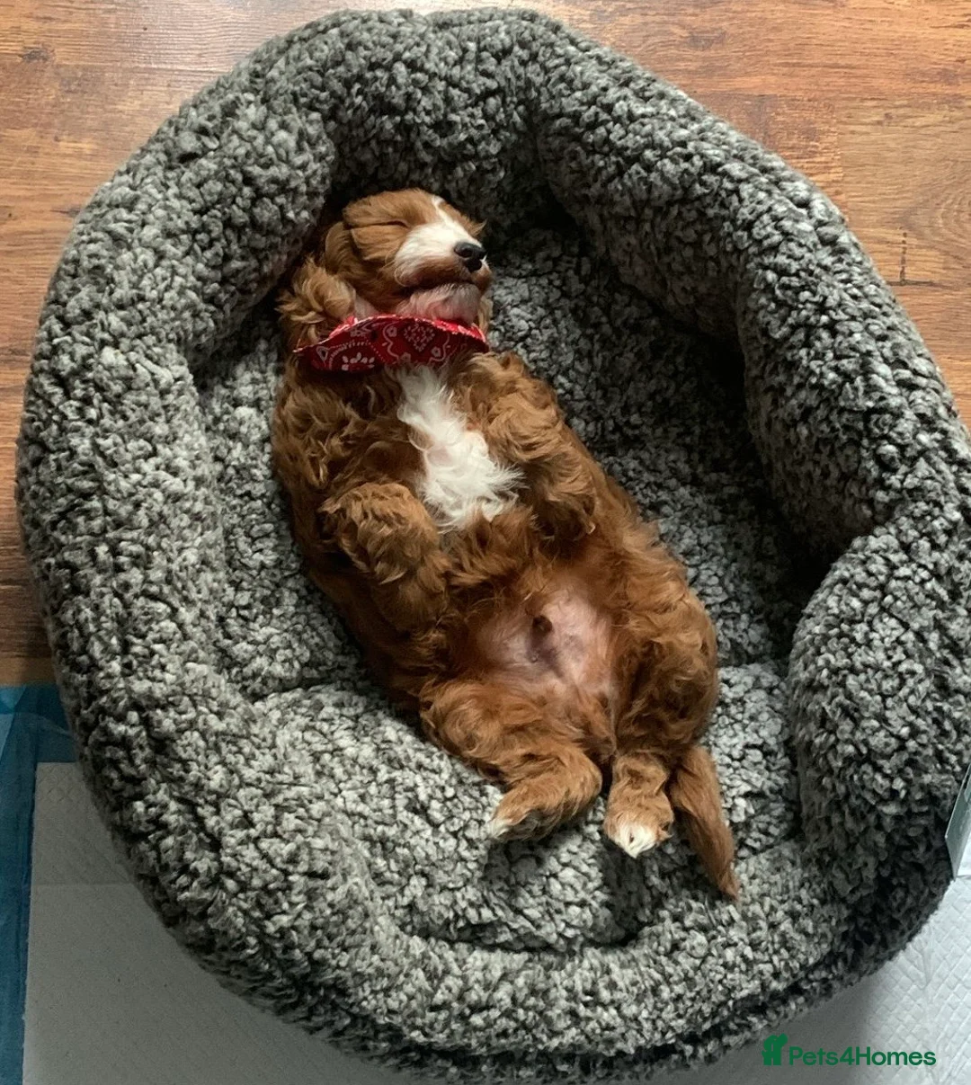 Cavapoo dogs for sale: Male Cavapoo - Advert 5