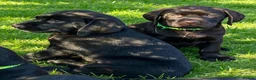 Mixed Breed dogs for sale: STUNNING GWP X LABRADOR PUPPIES - Advert 7