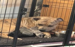 Staffordshire Bull Terrier dogs for sale: 2 female staffies  - Image 20