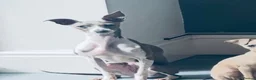 Italian Greyhound dogs for sale: KC reg boys  - Advert 9