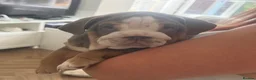 English Bulldog dogs for sale: 🐾 two females english Bulldog pups 🐾 - Advert 22
