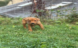Labrador Retriever dogs for sale: 3 Beautiful Fox Red Labrador puppies - Image 4