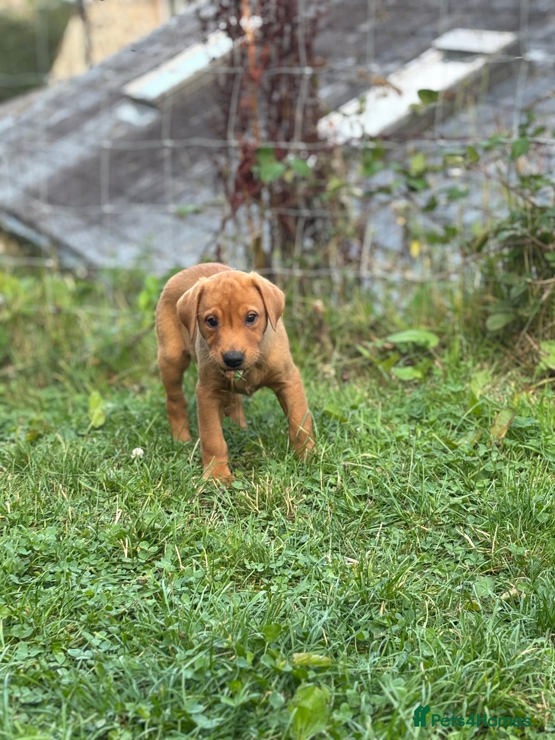 Labrador Retriever dogs for sale: 3 Beautiful Fox Red Labrador puppies - Image 4