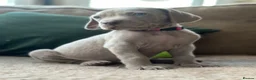 Weimaraner dogs for sale: 🐾Ready Now KC REG SILVER WEIMARANER PUPPIES 🐾 - Advert 11