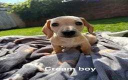 Miniature Dachshund dogs for sale: Cream & Tan Miniature Dachshund Puppies For Sale - Image 5