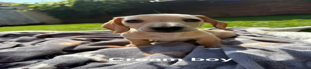 Miniature Dachshund Puppy 1