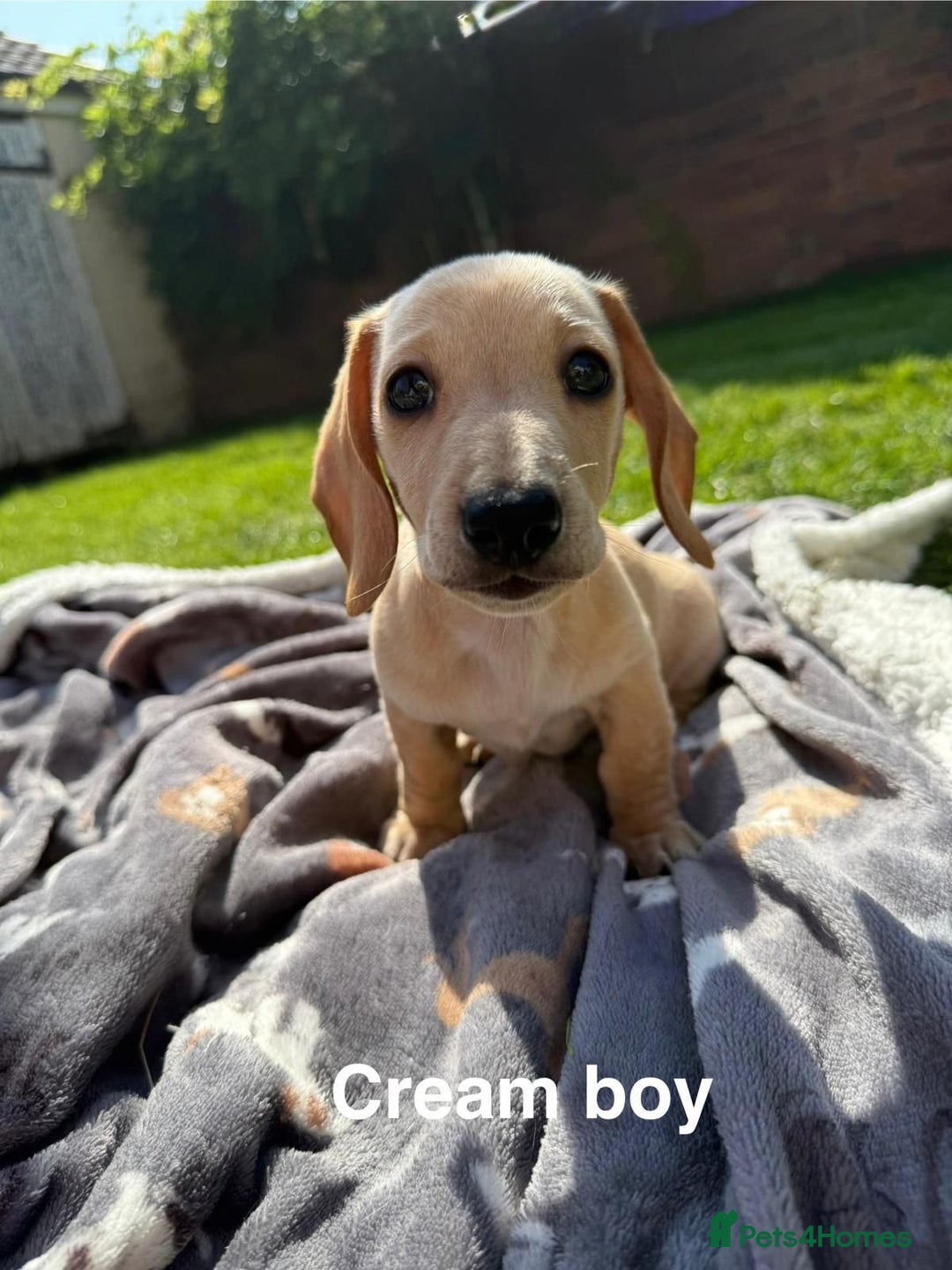 Miniature Dachshund dogs for sale: Cream & Tan Miniature Dachshund Puppies For Sale - Image 5