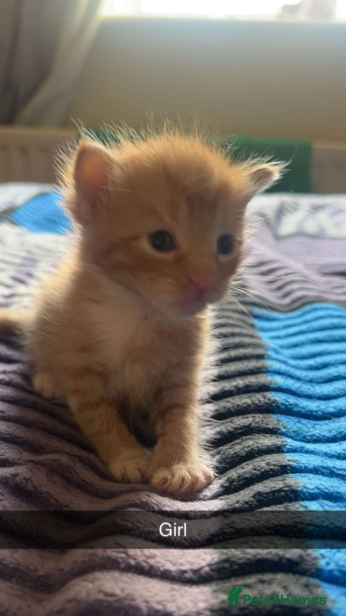 Mixed Breed cats Ginger kittens - Advert 6