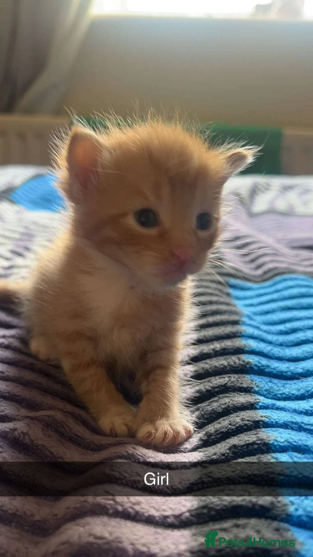 Mixed Breed cats for sale: Ginger kittens in Manchester - Advert 1