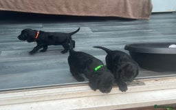 Cocker Spaniel dogs for sale: Only 4 babies left  - Image 16