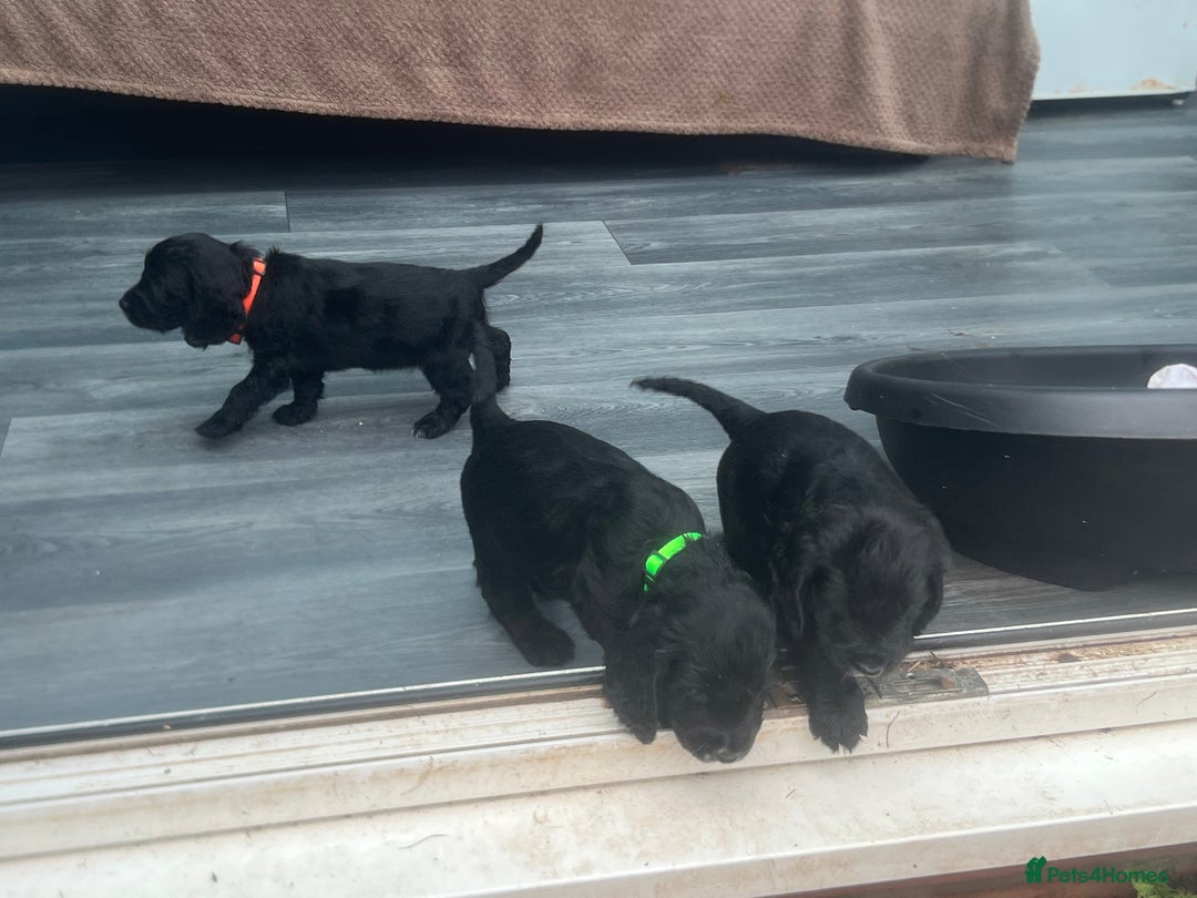 Cocker Spaniel dogs for sale: Only 4 babies left  - Image 16