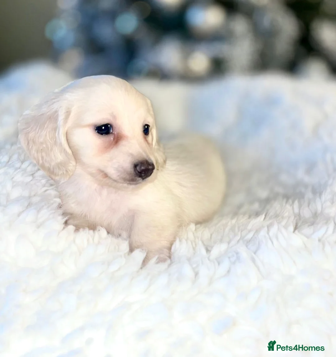 Miniature Dachshund dogs for stud: Cream Long-haired miniature Dachshund kc reg in Blackburn - Advert 15
