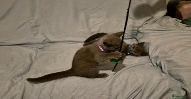 British Shorthair cats - Advert 9