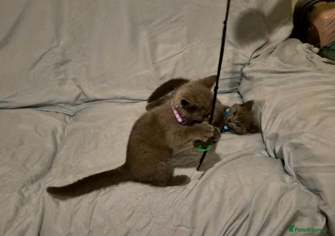 British Shorthair cats for sale: Gorgeous British blue kittens 🩶🤍🩵 - Image 2
