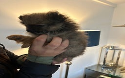 Pomeranian dogs for sale: Full Pomerianians X Small Breed - Image 7