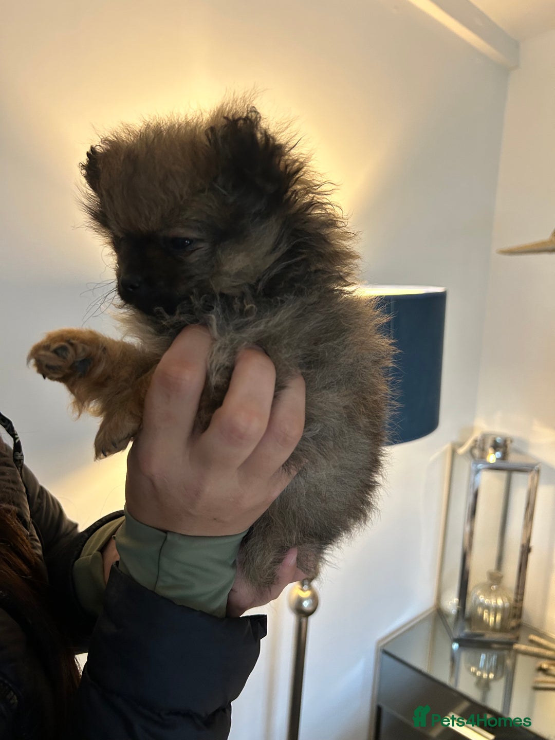 Pomeranian dogs for sale: Full Pomerianians X Small Breed - Image 7
