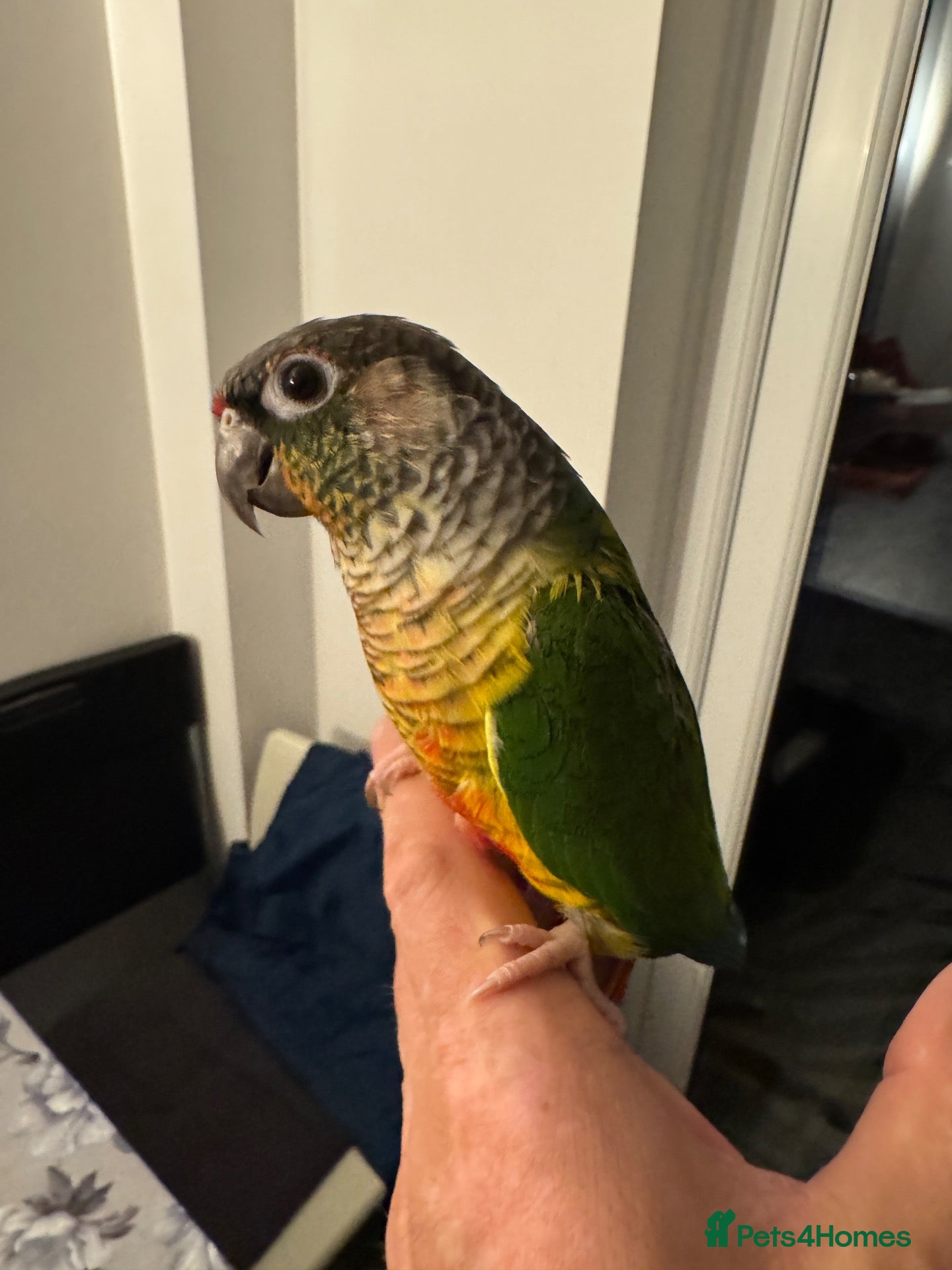 Conures birds for sale: 2 semi tamed conures for sale  - Advert 2