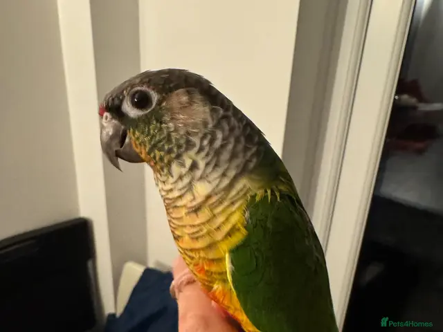 Conures birds for sale: 2 semi tamed conures for sale - Advert 2