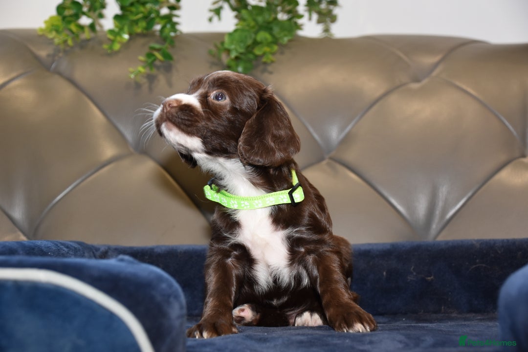 Cocker Spaniel dogs for sale: Kc Reg Health Tested Cocker Spaniel Puppies - Advert 9