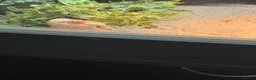 Bearded Dragon reptiles for sale: Female bearded dragon for sale in Wallsend - Advert 2