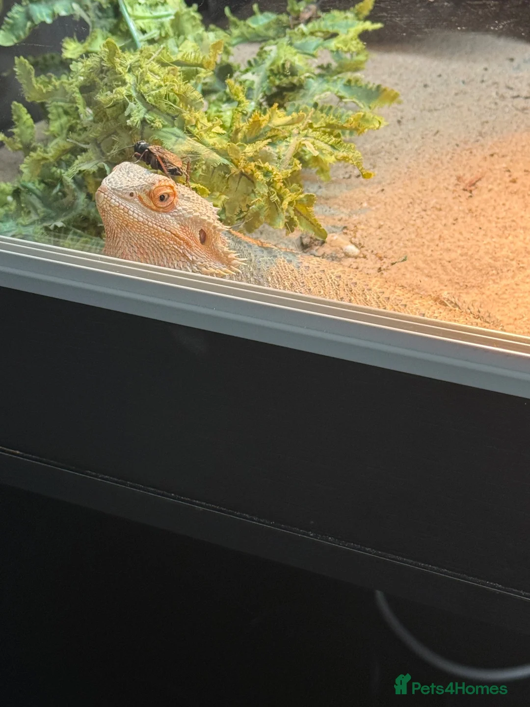 Bearded Dragon reptiles for sale: Female bearded dragon for sale in Wallsend - Advert 2