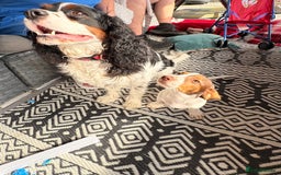 Mixed Breed dogs for sale: Gorgeous little boy dachshund cross jackrussell - Image 3